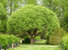Terijoensalava puu