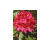Rhododendron Nova Zembla 40-50