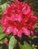 Rhododendron Nova Zembla 40-50