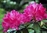 Rhododendron Hellikki 30-40