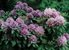 Rhododendron cat. Grandiflora 40-50