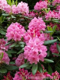 Rhododendron Haaga 30-40